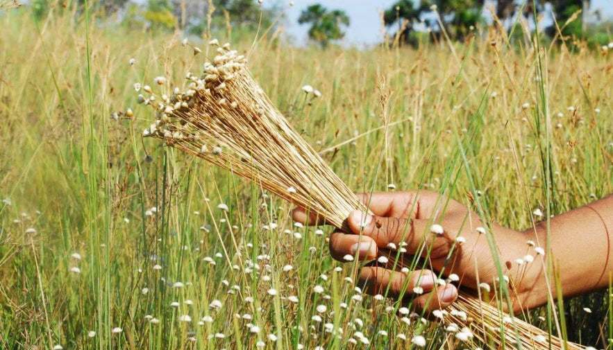 What Is Golden Grass? The Rare Brazilian Fiber Behind Our Jewelry
