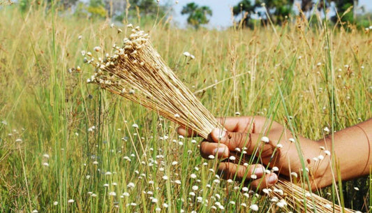 What Is Golden Grass? The Rare Brazilian Fiber Behind Our Jewelry